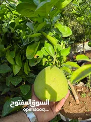  17 جميع أصناف الفواكة والحمضيات والزيتون ( بلدي ومستورد )