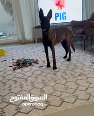  2 Belgian malinois (female)