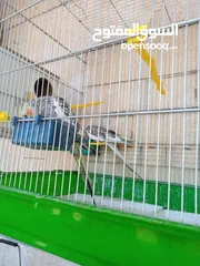  6 ببغاء كوكتيل ذكر وانثى مع قفص