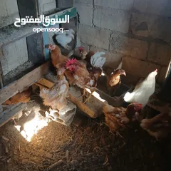  3 دجاج للبيع