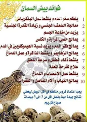  15 يتوفر بيض السمان ولحم طائر السمان طازج وجديد سعر 2500 للطبقه سعر جمله يختلف