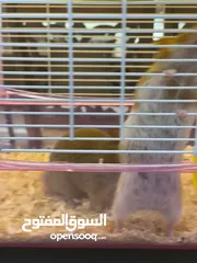  3 Hamster with cage