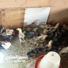  3 صوص باكستاني