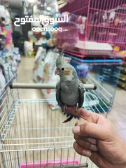  4 ببغاء كوكتيل اليف ، مع قفص و ستناد شاهد الوصف احلى هدية ، بالعيد لا تعايد خد طير لخطيبتك
