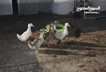  2 بط عدد 5 للبيع عمر من 3-4 شهور   . .........................................................