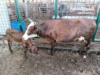  1 Cow for sale