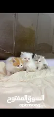 3 قطط شيرازية