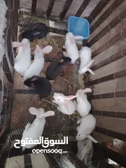  1 ارانب فرنسي وبندوق هجين بابون  15 ارنب عمر  شهر ونص و4 ارانب عمر شهرين ونص