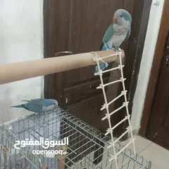  6 زوج ببغاء كويكر للبيع مع قفص تقريباً 90 سم