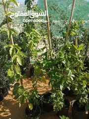  5 مشاتل الرويال لزراعه ومتابعه الاشجار