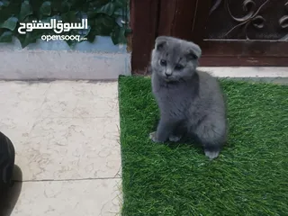  1 قطط سكوتش فولد للبيع