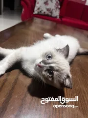  8 قط ذكر سكوتش فولد مكس شيرازي