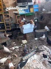  4 حمام مشكل 70 جوز