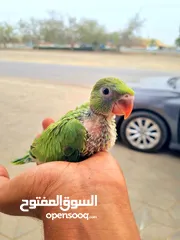  1 Small Green parrot