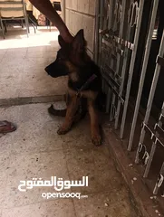  5 جرو جيرمن شيبرد شو لاين