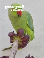  4 ترويض وتدريب ببغاء الدرارة الهندي الشرس ببغاء صيد خلال شهر فقط