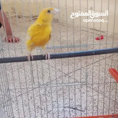  3 عصفور كنار