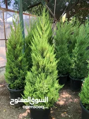  22 مشاتل الاندلس لانتاج وبيع جميع انواع الاشجار المثمره واشجار الزينه البلديه والمستوردة
