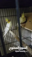  2 cocktail pair and budgies pair
