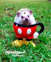  11 جوز قنفذ  وسلحفاه و قطه كتنز و بطه عدد 3 بطات  قنافذ اليفه و سلاحف بريه تربيه منزليه لقطه كوم هامستر