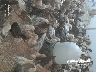  3 موجود صوص بلدي  بزره الاصلية عمر شهر ماخذ مطعوم التهاب سره ومي وسكر لثلاث ايام  عدد 550 مطلوب في كوم