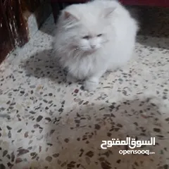  4 قطة شيرازي