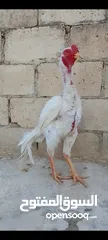  6 ديوك  الماني  ابيض