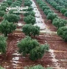  2 ارض للبيع منطقة كفرسوم مثلت عين تراب متعدد الاستخدام مزروعة زيتون بلدي مدخل البلده مفترق طرق