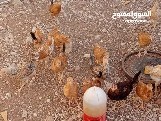  2 صوص بلدي للبيع