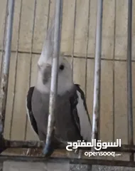  13 متاح في السلط