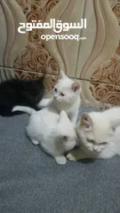  4 5 قطط شيرازي للبيع مع الام
