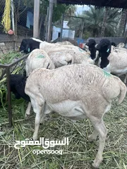  5 كباش صومالية مطعومة