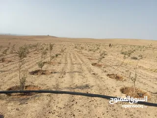  4 عشره دنمات للبيع