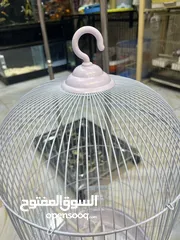  5 قفص مطاول أبيض أسود بخ حراري