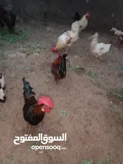  1 ديوك عماني للبيع