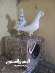 4 جوز معو فراخ  و بيض