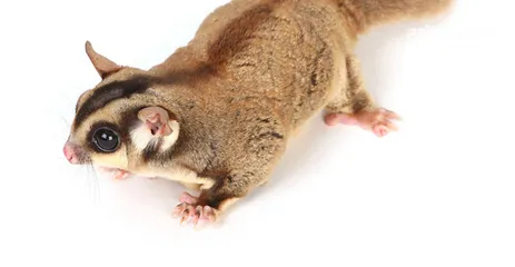  3 sugar gliders السنجاب الطائر