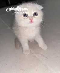  4 كيتنر للبيع