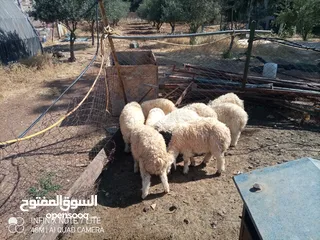  5 عبر العدد 10 أعمار ثلاث شهور  شكل و لون وسر طيب تسمم غذائي عبر عز المقنوي و الربط من نصيب الشراي