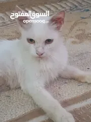  1 قط شيرازي شبه أليف جميل