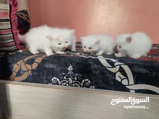  3 5 persian cats 45days old two male and 3 female price per cat 30 bd