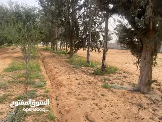  1 # قطعة كزيوني