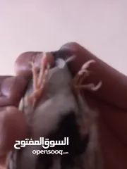  5 كنار للبيع حبشي نار