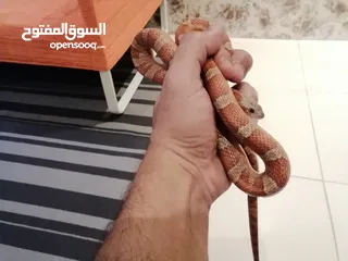  1 هايبو كورن سنيك