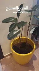  2 pot for sell with plant