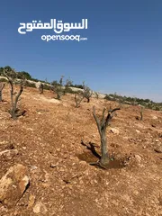  10 فرصة استثمارية! أرض زراعية مميزة بسعر مغري و بالقرب من أحراش الدولة للمزيد من المعلومات اقرأ الوصف