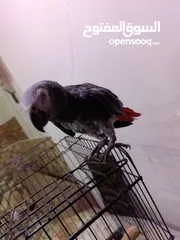  3 ببغاء كاسكو