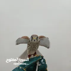  3 البيع حميميج