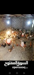 1 دجاج عمانيات لحبه ريال جاهزات لذبح او تربيه