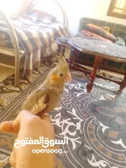  21 ببغاء كوكتيل اليف جدنننننن
